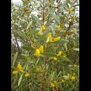 Acacia kempeana